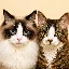 猫咪入戏日历